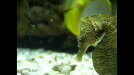 Sea Horse - Aquarium