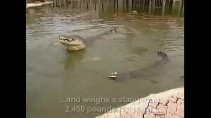 Le plus grand crocodile du monde 