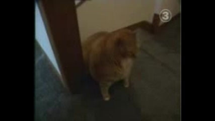40кг Котка