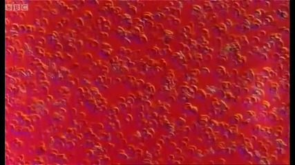 Life - saving research in to stem cells - Horizon - Bbc 