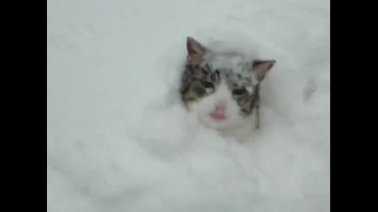 Интересен бой на котки в снега - смях