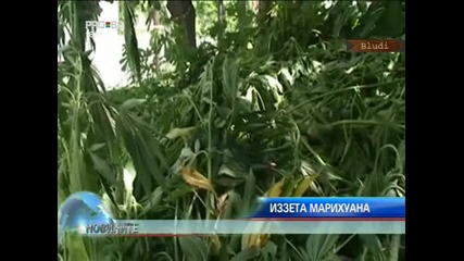 Откриха нива с марихуана в Благоевградско 