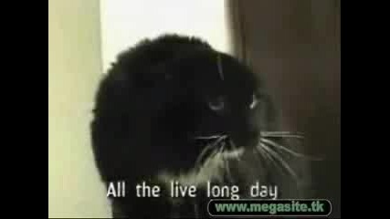 Funny Animals *