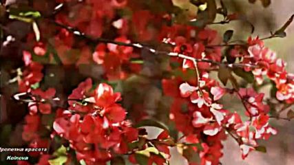 Пролетна красота Canon in D - Pachelbel (pretty Girl, Nature Sound)