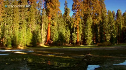 Sunrise Earth - Sequoia Light ( Part 5 / 5 ) * H D * 