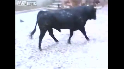 Бик напада кон