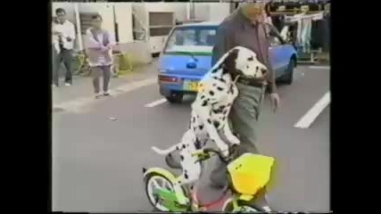 куче кара колело