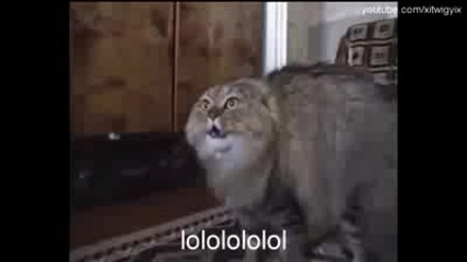 Смях!!! Говорещо коте