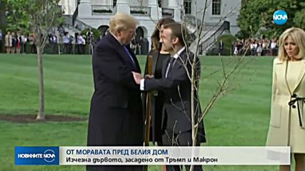 Изчезна дървото, засадено от Тръмп и Макрон