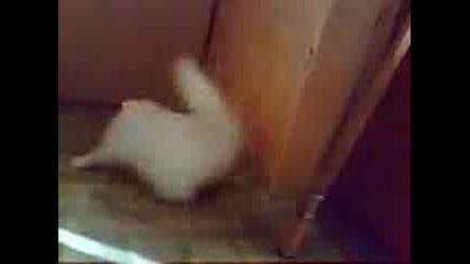 Лудо Коте