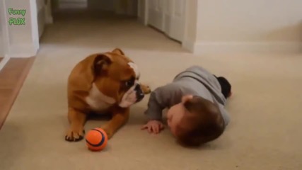 Компилация Смях - Funny Bulldog and Baby Video Compilation 2014