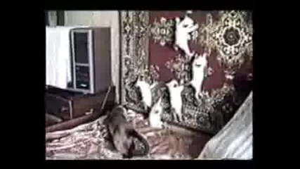 Смешни Котки