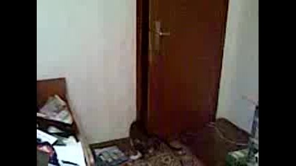 Котка Си Отваря Сама Врата