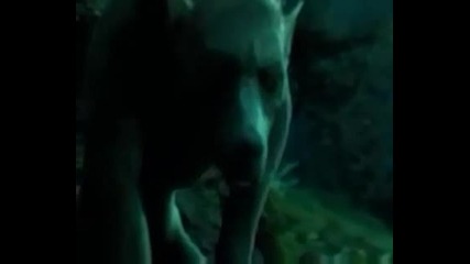 New Moon Movie Trailer (2009)