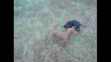 Разходка на малки кученаца, Арес и Айра