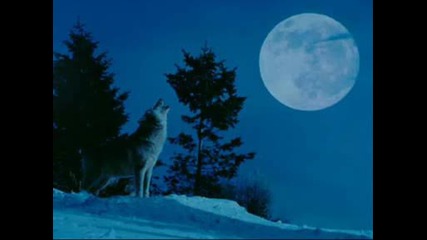 Wolfs Lullaby