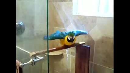 Папагал Ара си взима душ !