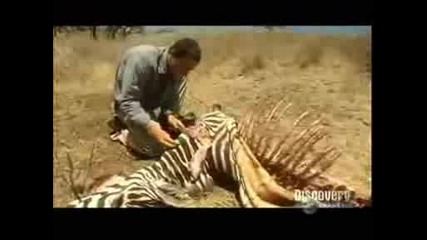 Човек яде разложена зебра