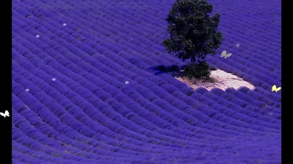 Lavender... ...(music Joshua Bell)... ...