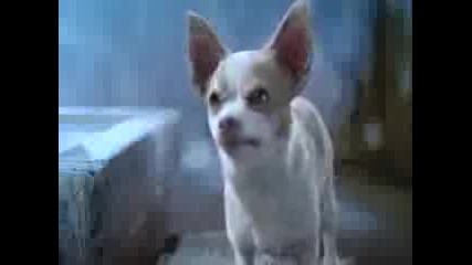 Viva Chihuahua 2