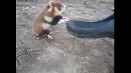 Много лош хамстер 