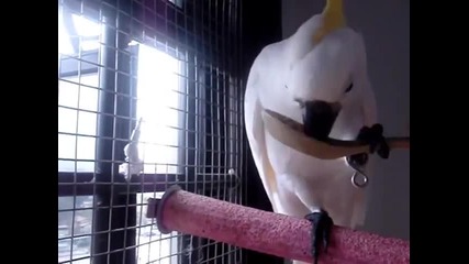 Папагалчета се хранят с лъжица