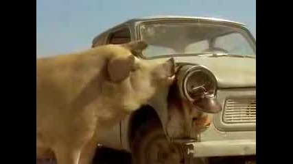 Trabant