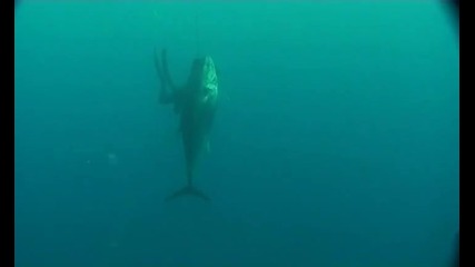 Подводен риболов - 282 кг. риба тон