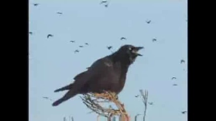National Geographic - Crows Hanging Out