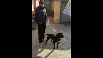 set jr fight kennel set X nikita