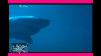 ! Акулата Никол - 3, Пътуване пълно с опасности 