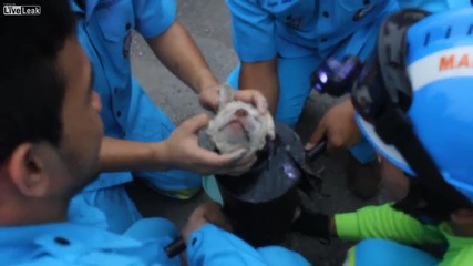 Работници режат инструмент за да спасят куче