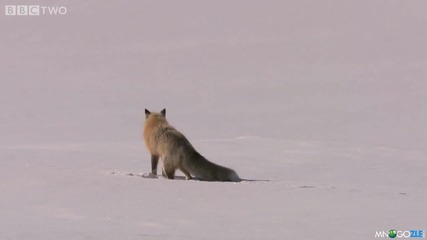 Как ловува лисицата 