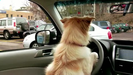 Кучета и котки карат Subaru Forester