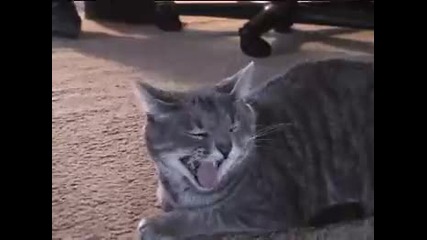 Nala the Laughing Cat (original) 