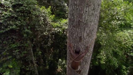 Безстрашен мъж изкачва 40 м. дърво, за да осигури храна на семейството си