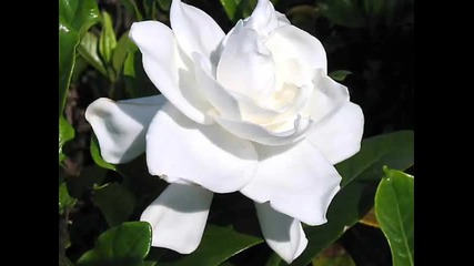 Dos Gardenias 