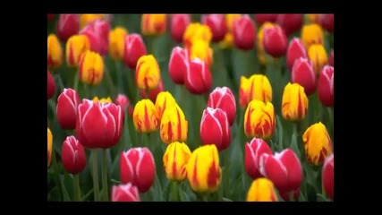 Ennio Morricone Chi Mai & Tulips
