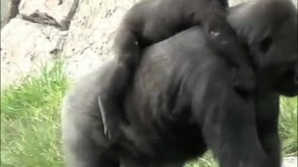 Primate Hands 