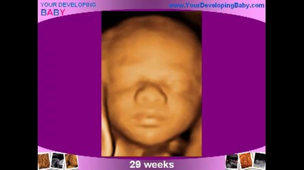 удивително развитие на бебето по време на бременост 3d 