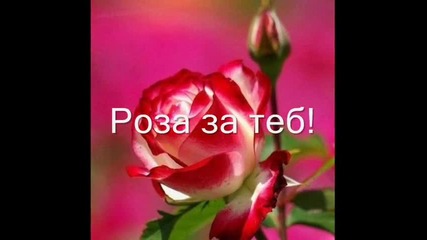 Роза за теб!.