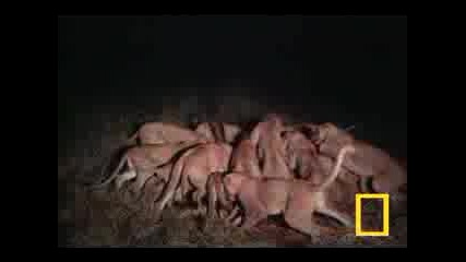 Лъвове нападат як