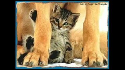 Cats And Dogs