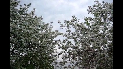 Цветна разходка - 04.2010 