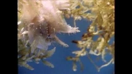 Sargassum Fish - - National Geographic.flv