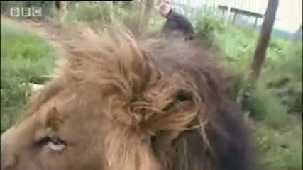 Into the lions den! - extreme animals - Bbc wildlife 