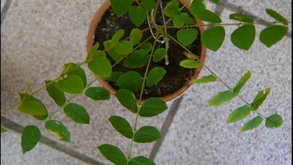 Averrhoa carambola затваря листа при допир