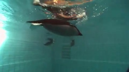 Роботизирани пингвини с флуидни мускули се движат като истински!