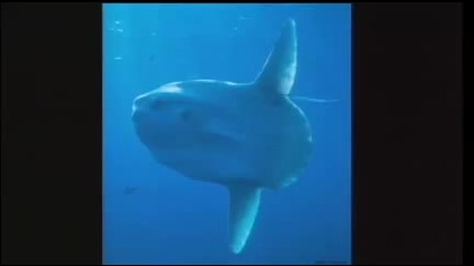 Tierney Thys Swim with giant sunfish in the open ocean 