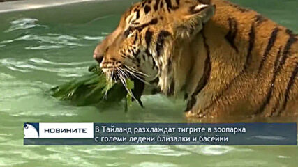 В Тайланд разхлаждат тигрите в зоопарка с големи ледени близалки и басейни
